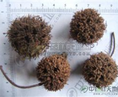 网红路路通,揭秘网络红人的崛起之路